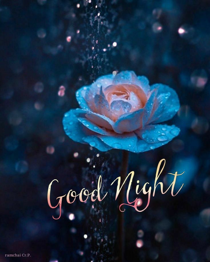 Открытка «Доброй ночи»: Спокойной ночи: Голубая роза в каплях дождя. Тэги: Спокойной ночи, Спокойной ночи, красивые…