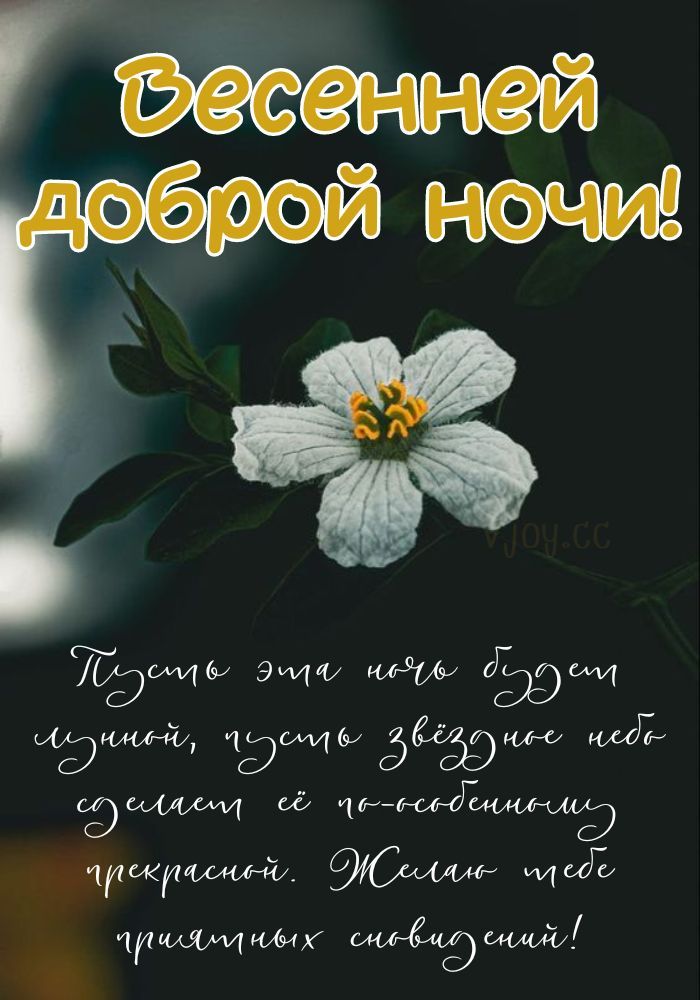 Открытка «Доброй ночи»: Спокойной ночи: «Весенний цветок» и добрые пожелания. Тэги: Спокойной ночи, Спокойной ночи…