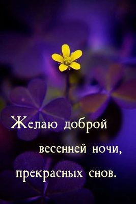 Открытка «Доброй ночи»: Открытка «Доброй ночи» с весенним цветком. Тэги: Спокойной ночи, Спокойной ночи, красивые…