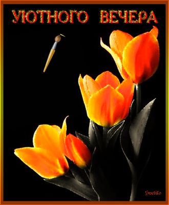 Открытка «Добрый вечер и пожелания»: Добрый вечер: стильная открытка с оранжевыми тюльпанами. Тэги: Доброго вечера и…