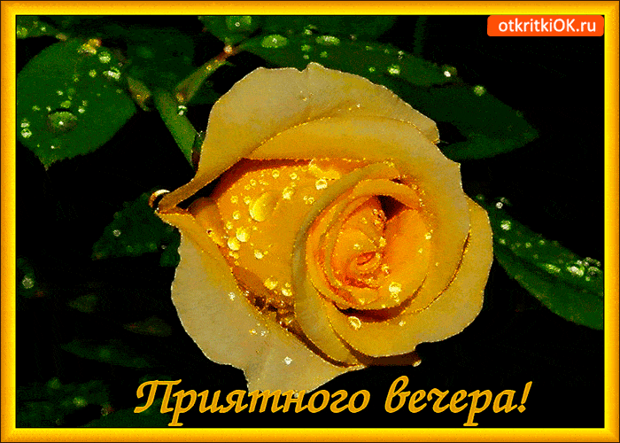 Открытка «Пожелание»: Добрый вечер: «Желтая роза в каплях росы». Тэги: женщина, прекрасный, нежный, роза, цветок…