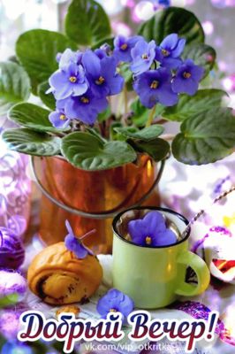 Открытка «Добрый вечер и пожелания»: Добрый вечер: уютный натюрморт с фиалками и чаем. Тэги: Доброго вечера и хорошег…
