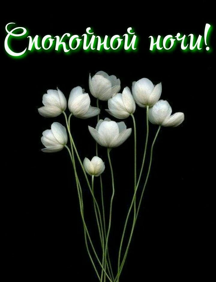 Открытка «Доброй ночи»: Доброй ночи: Белые цветы на черном фоне. Тэги: Спокойной ночи, Спокойной ночи, красивые…