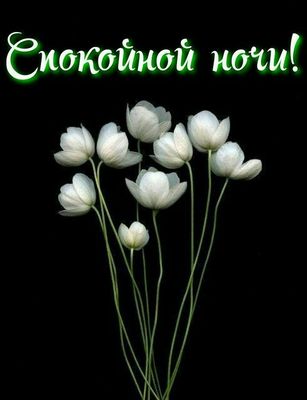Открытка «Доброй ночи»: Доброй ночи: Белые цветы на черном фоне. Тэги: Спокойной ночи, Спокойной ночи, красивые…