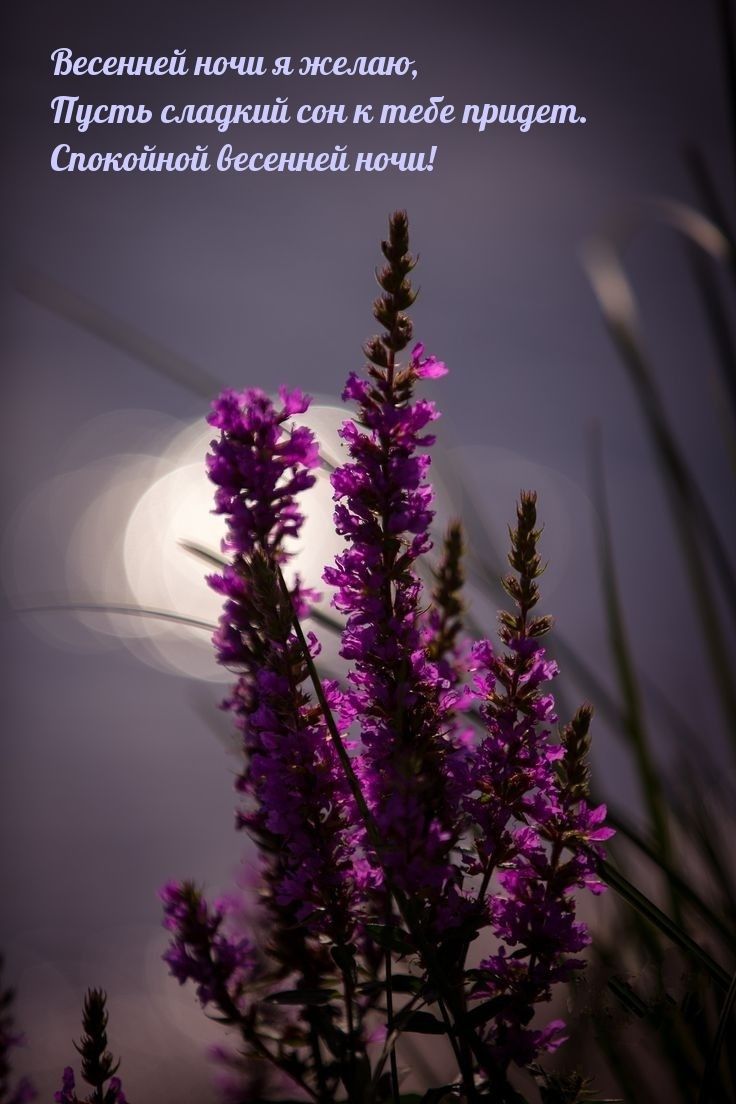 Открытка «Доброй ночи»: Спокойной ночи: открытка «Весенняя ночь» с цветами. Тэги: Спокойной ночи, Спокойной ночи…