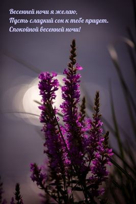 Открытка «Доброй ночи»: Спокойной ночи: открытка «Весенняя ночь» с цветами. Тэги: Спокойной ночи, Спокойной ночи…