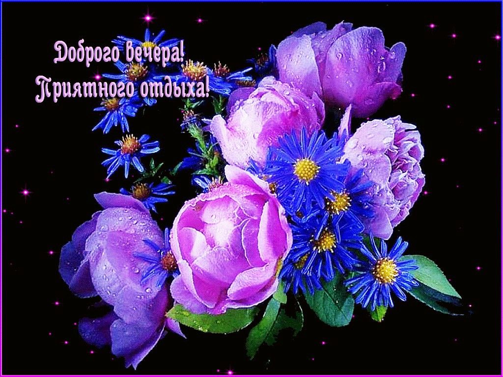 Открытка «Добрый вечер и пожелания»: Добрый вечер и приятный отдых: букет фиолетовых роз. Тэги: Добрый вечер красивые…