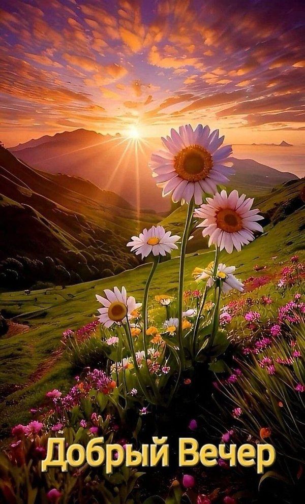 Открытка «Добрый вечер и пожелания»: Добрый вечер: Красивый горный пейзаж с ромашками. Тэги: Доброго вечера и хорошег…
