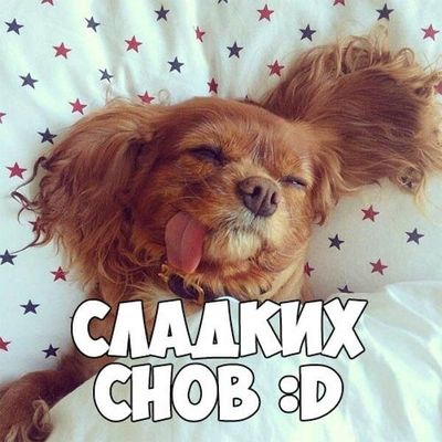 Открытка «Доброй ночи»: Доброй ночи: «Сладких снов» со смешной собакой. Тэги: Спокойной ночи, Спокойной ночи, с пожел…