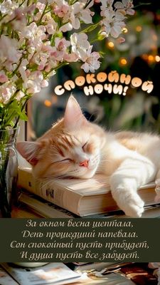 Открытка «Доброй ночи»: Спокойной ночи: Кот на книге и весенние цветы. Тэги: Спокойной ночи, проза, Спокойной ночи…