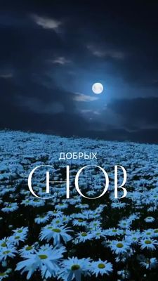 Открытка «Доброй ночи»: Спокойной ночи: «Лунный свет и ромашки». Тэги: Спокойной ночи, Спокойной ночи, красивые…