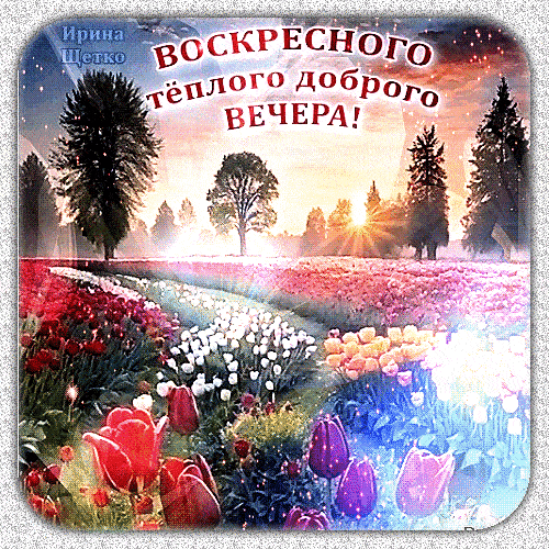 Открытка «Добрый вечер и пожелания»: Добрый вечер: Воскресное пожелание с тюльпанами. Тэги: Добрый вечер красивые…