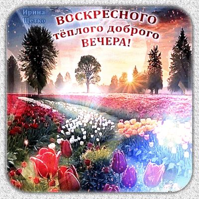 Открытка «Добрый вечер и пожелания»: Добрый вечер: Воскресное пожелание с тюльпанами. Тэги: Добрый вечер красивые…