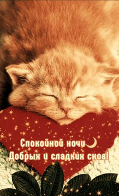 Открытка «Доброй ночи»: Спокойной ночи: милый рыжий кот на подушке-сердце. Тэги: Спокойной ночи, Спокойной ночи…