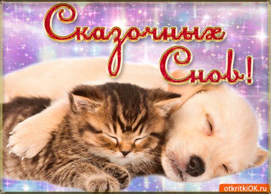 Открытка «Доброй ночи»: Доброй ночи: «Сказочных снов!» с котенком и щенком.