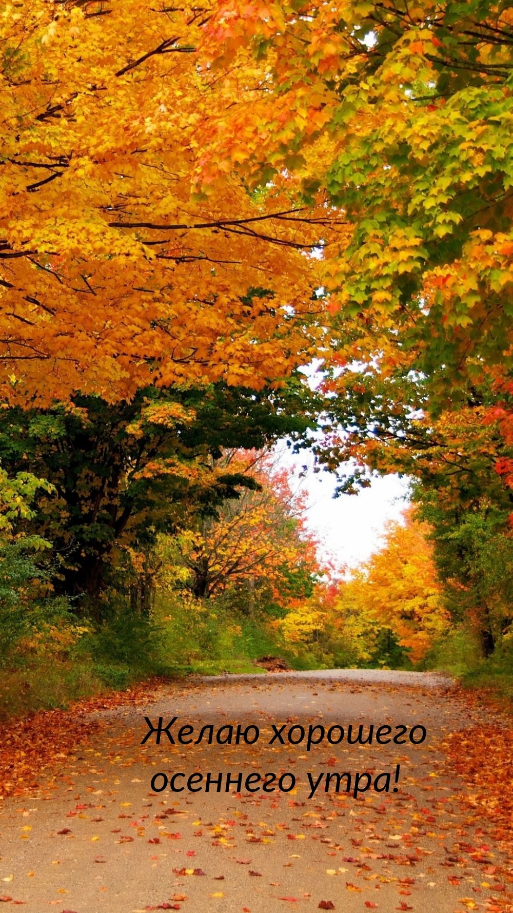 Открытка «С добрым утром»: С добрым утром: золотая осень и лесная дорога. Тэги: С добрым осенним утром, С добрым утро…