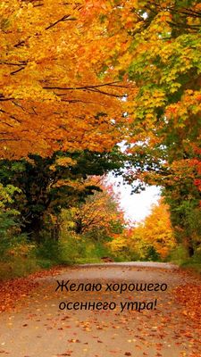 Открытка «С добрым утром»: С добрым утром: золотая осень и лесная дорога. Тэги: С добрым осенним утром, С добрым утро…