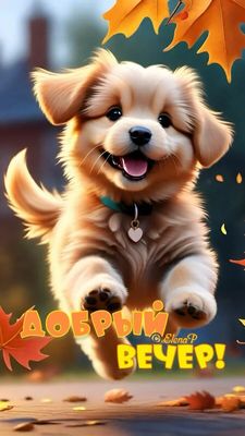 Открытка «Добрый вечер и пожелания»: Добрый вечер! Милый щенок и осенние листья. Тэги: Прикольный добрый вечер…