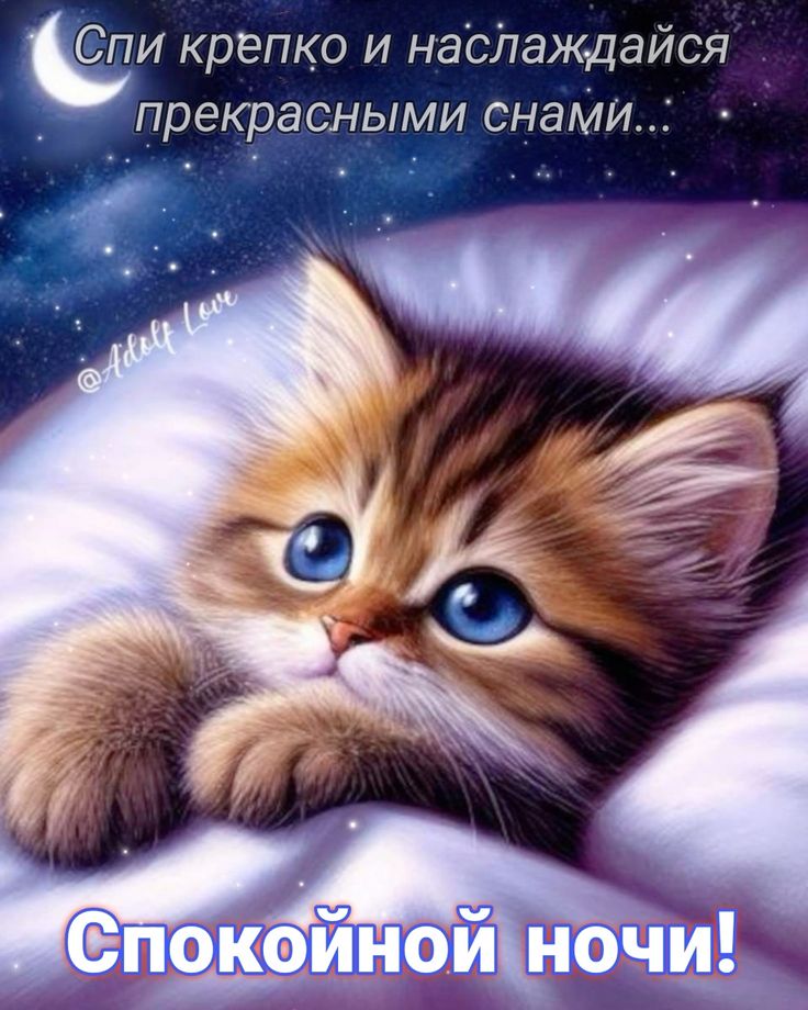 Открытка «Доброй ночи»: Спокойной ночи: милый котенок и звездное небо. Тэги: Спокойной ночи, Спокойной ночи, с пожела…