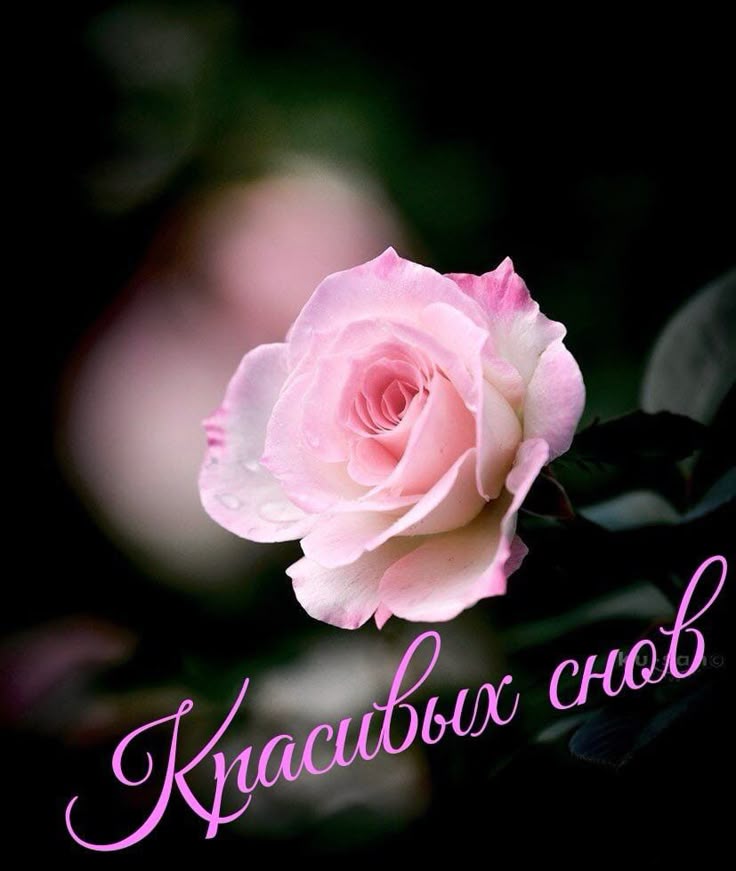 Открытка «Доброй ночи»: Спокойной ночи: нежная роза и добрые пожелания. Тэги: Спокойной ночи, любимая женщина, Спокой…