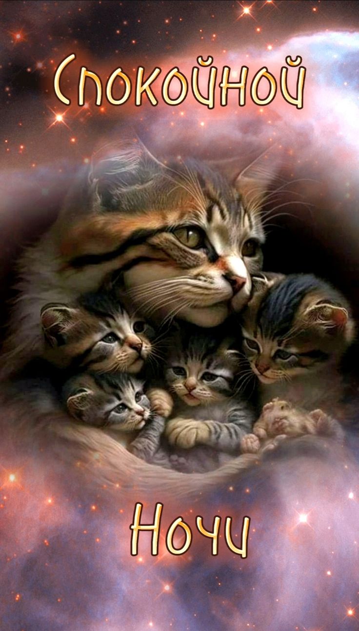 Открытка «Доброй ночи»: Спокойной ночи: «Кошачья нежность» и звездное небо. Тэги: Спокойной ночи, Спокойной ночи…