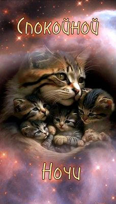 Открытка «Доброй ночи»: Спокойной ночи: «Кошачья нежность» и звездное небо. Тэги: Спокойной ночи, Спокойной ночи…