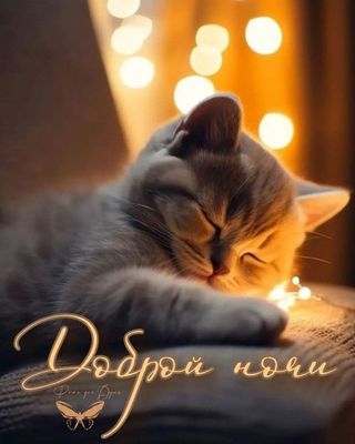 Открытка «Доброй ночи»: Спокойной и доброй ночи: милый котик с гирляндой. Тэги: Спокойной ночи, Спокойной ночи…