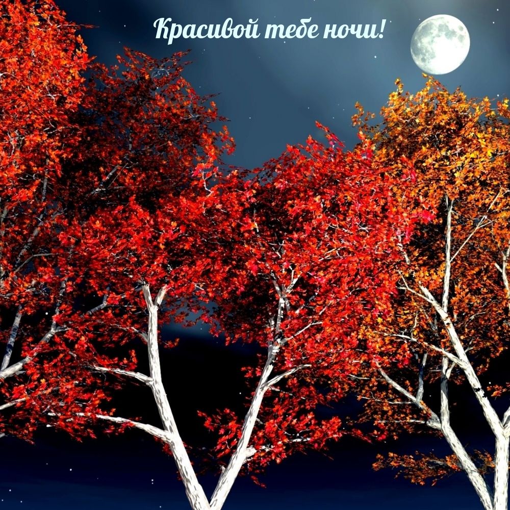 Открытка «Доброй ночи»: Спокойной ночи: Красивой тебе ночи под звездным небом.