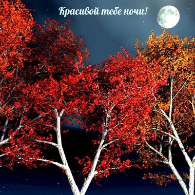 Открытка «Доброй ночи»: Спокойной ночи: Красивой тебе ночи под звездным небом.