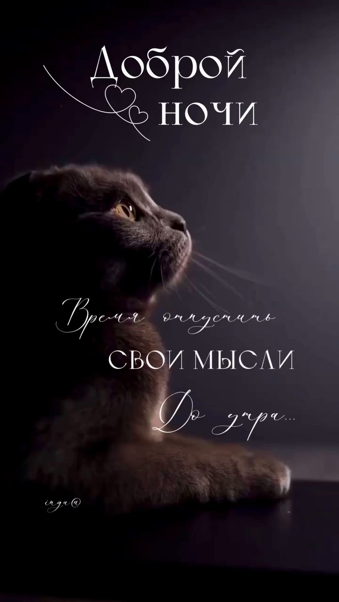 Открытка «Доброй ночи»: Спокойной ночи: открытка с мудрым пожеланием и котом. Тэги: Спокойной ночи, философский…