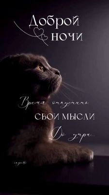 Открытка «Доброй ночи»: Спокойной ночи: открытка с мудрым пожеланием и котом. Тэги: Спокойной ночи, философский…