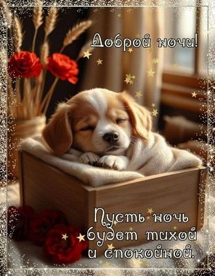 Открытка «Доброй ночи»: Доброй ночи: «Спящий щенок в коробке» с цветами. Тэги: Спокойной ночи, Спокойной ночи, красив…