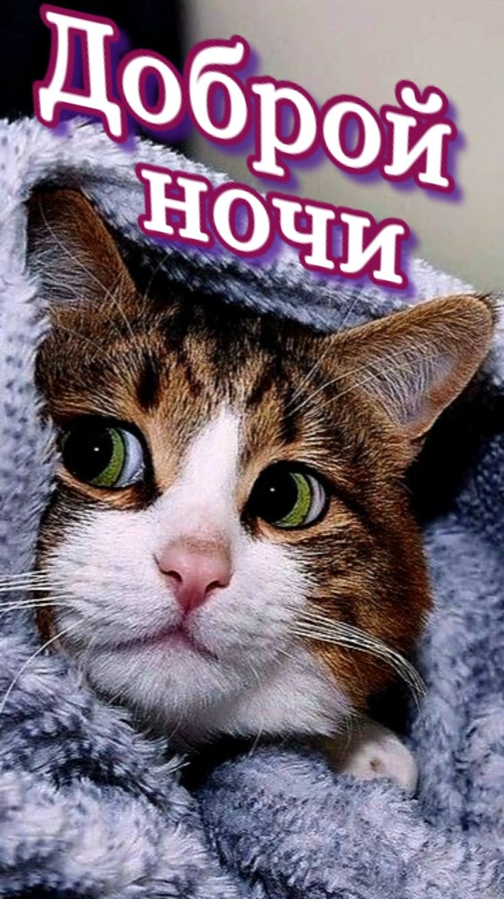 Открытка «Доброй ночи»: Спокойной ночи: милый кот в пушистом пледе.