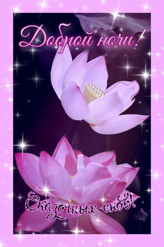 Открытка «Доброй ночи»: Доброй ночи: красивые лотосы и сказочные сны. Тэги: Спокойной ночи, любимая женщина, Спокойно…
