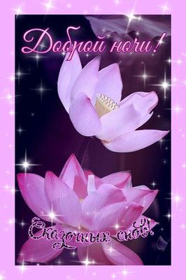 Открытка «Доброй ночи»: Доброй ночи: красивые лотосы и сказочные сны. Тэги: Спокойной ночи, любимая женщина, Спокойно…