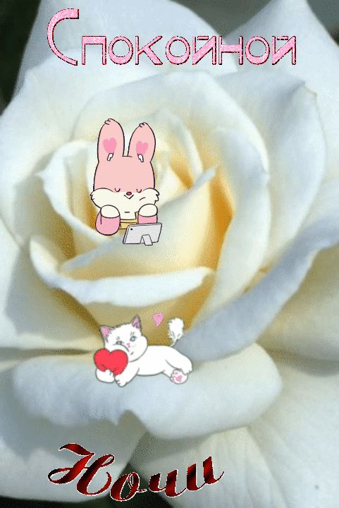 Открытка «Доброй ночи»: Спокойной ночи: нежная роза и милый кот.