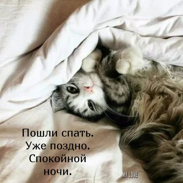 Открытка «Доброй ночи»: Спокойной ночи: «Пушистый кот под одеялом». Тэги: Спокойной ночи, Спокойной ночи, с пожелания…