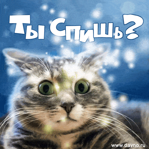 Открытка «Доброй ночи»: Спокойной ночи: прикольный кот с вопросом «Ты спишь?». Тэги: Спокойной ночи, классный, Спокой…