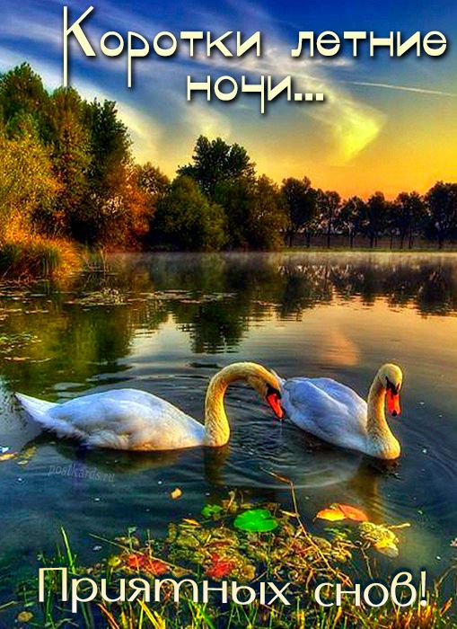 Открытка «Доброй ночи»: Доброй ночи: лебеди на пруду и летний закат. Тэги: Спокойной ночи, Спокойной ночи, красивые…