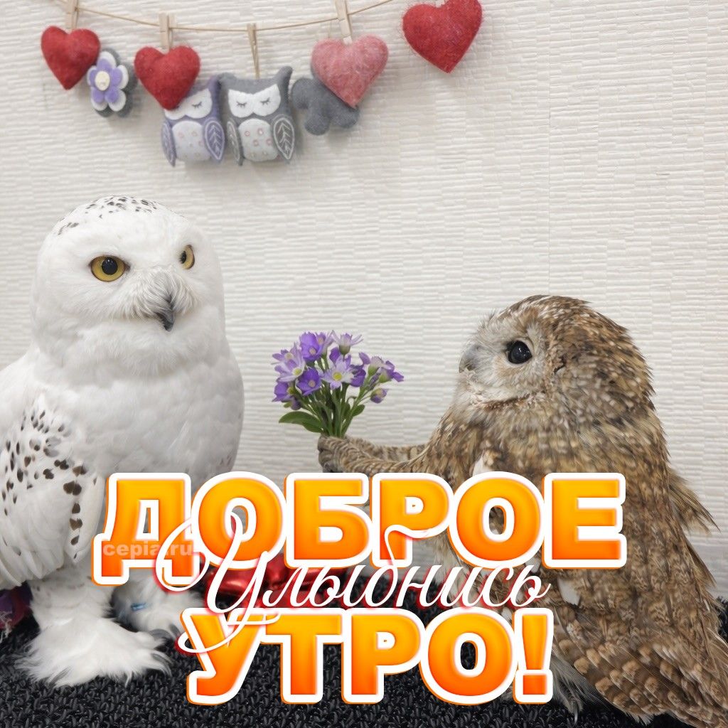 Открытка «С добрым утром»: С добрым утром: милые совы и букетик цветов. Тэги: Для поднятия настроения, С добрым утром…