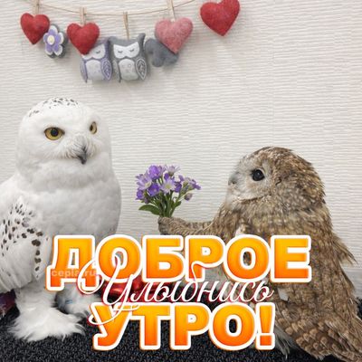 Открытка «С добрым утром»: С добрым утром: милые совы и букетик цветов. Тэги: Для поднятия настроения, С добрым утром…