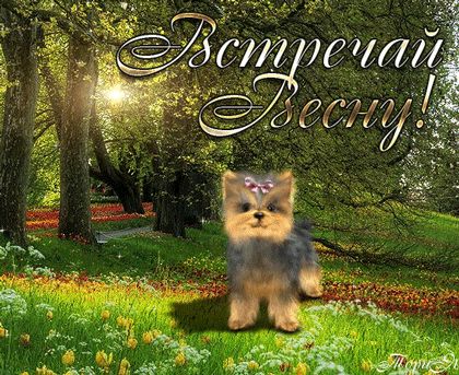 Открытка «Добрый день»: Добрый день: «Встречай весну!» с милым щенком. Тэги: Добрый день и добрые пожелания, Добрый д…