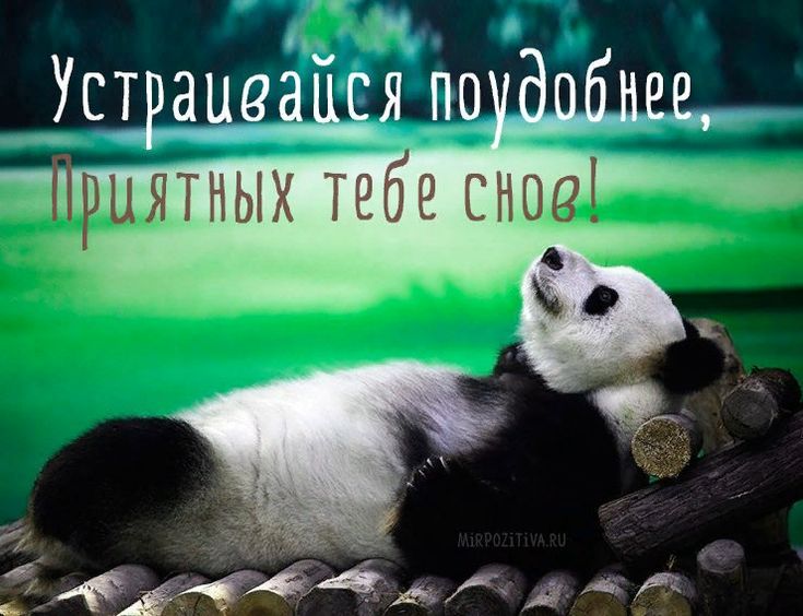 Открытка «Доброй ночи»: Спокойной ночи: милая панда и приятные сны. Тэги: Спокойной ночи, Спокойной ночи, с пожелания…