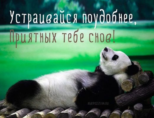 Открытка «Доброй ночи»: Спокойной ночи: милая панда и приятные сны. Тэги: Спокойной ночи, Спокойной ночи, с пожелания…