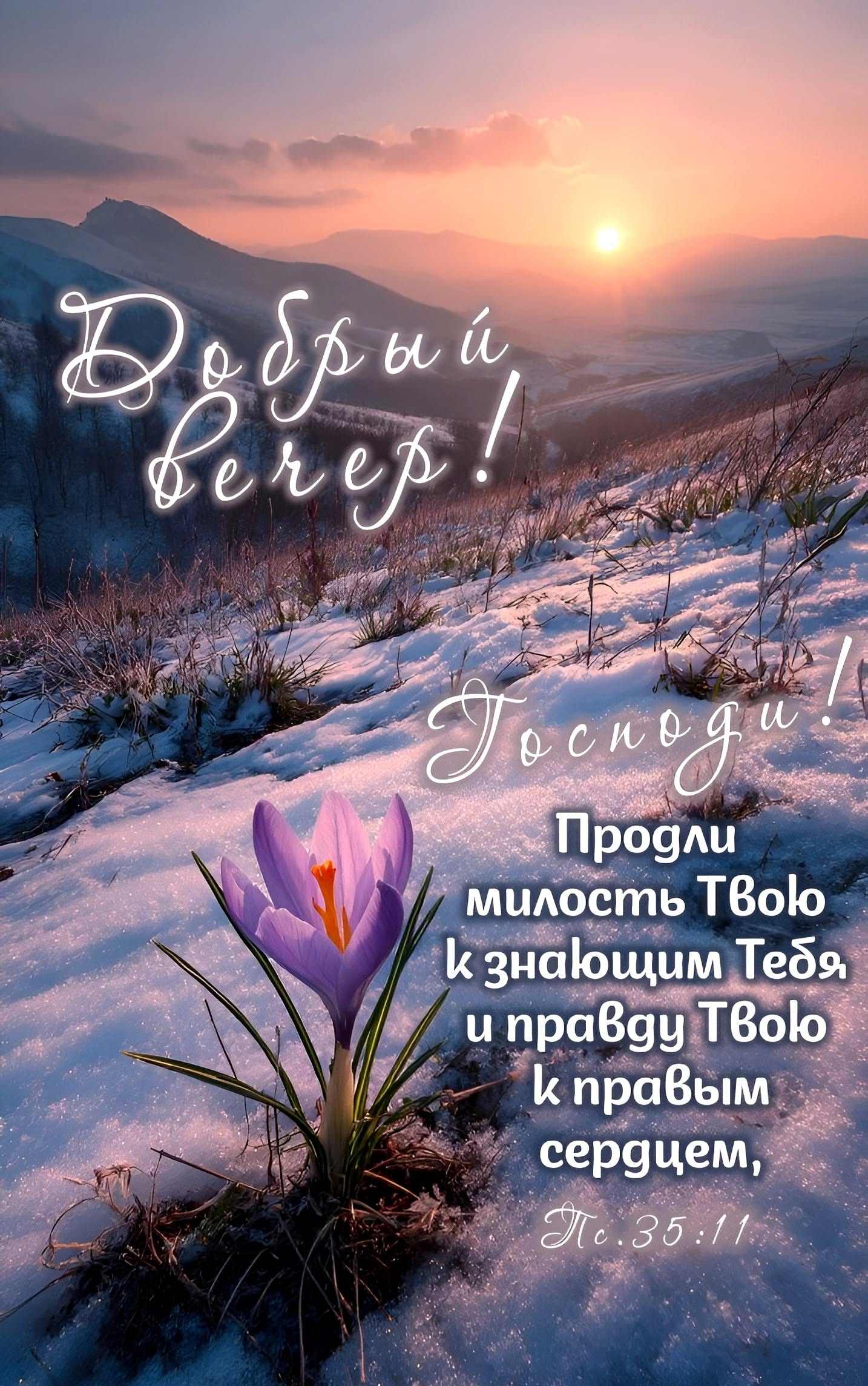 Открытка «Христианский»: Добрый вечер: Христианское пожелание и первый крокус. Тэги: Добрый вечер и пожелания, С добр…