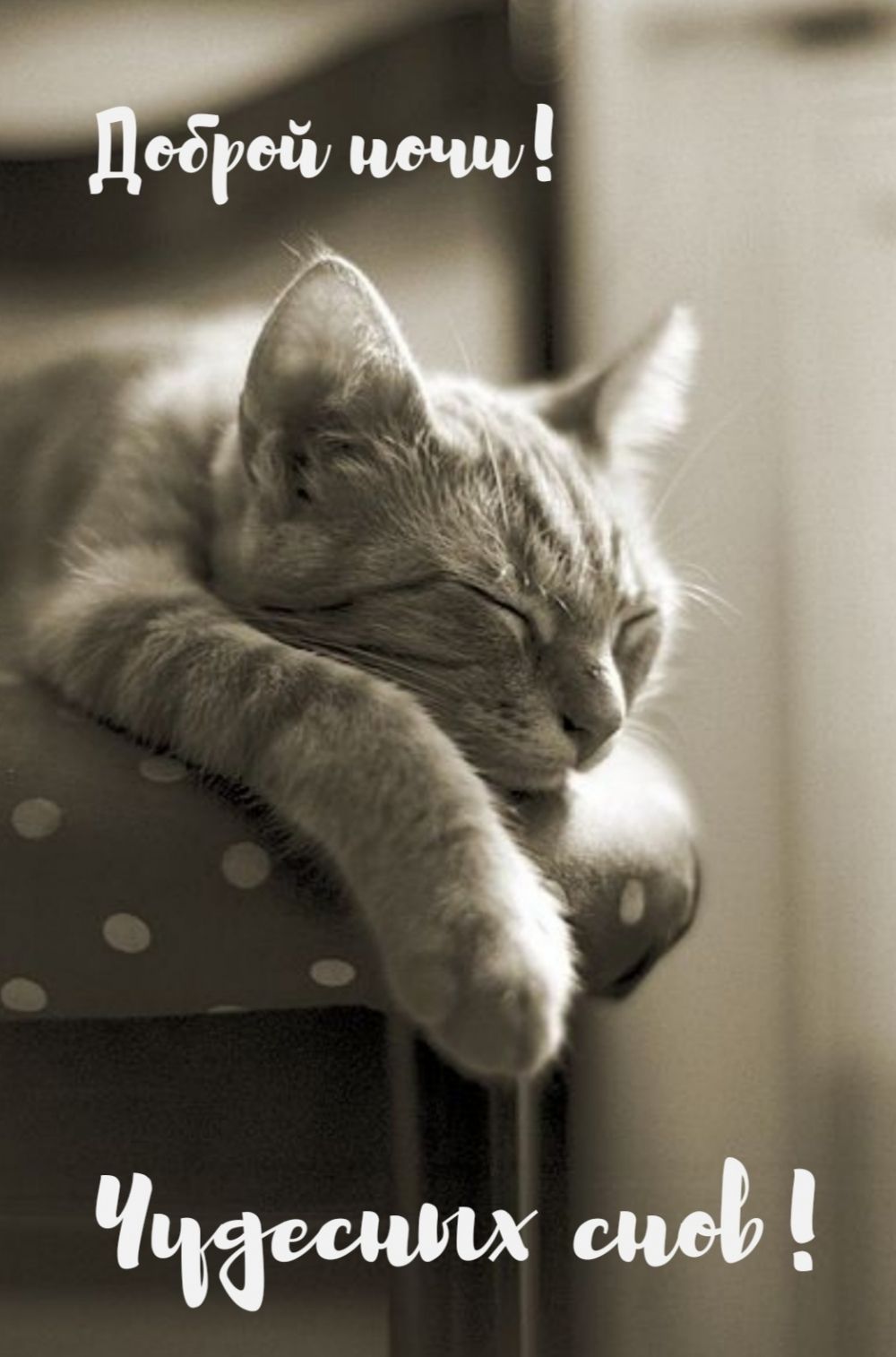 Открытка «Доброй ночи»: Доброй ночи: Чудесных снов с милым котом. Тэги: Спокойной ночи, Спокойной ночи, с пожеланиями…