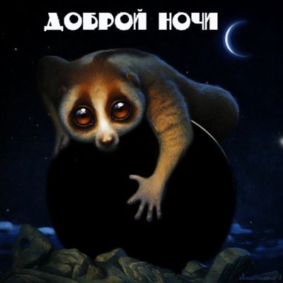 Открытка «Доброй ночи»: Спокойной ночи: милый лори и звездное небо. Тэги: Спокойной ночи, лори, Спокойной ночи…