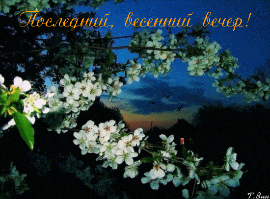 Открытка «Дерево»: Добрый вечер: последний весенний вечер в цвету. Тэги: красивый, нежный, небо, цветок, природа…