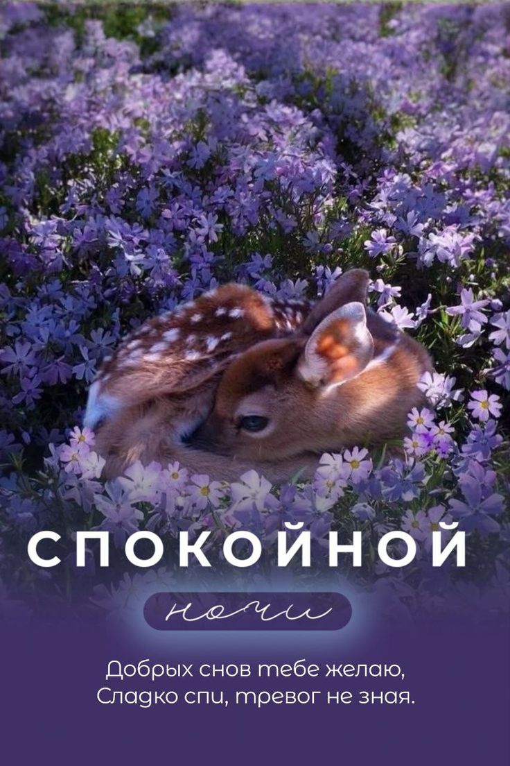 Открытка «Доброй ночи»: Спокойной ночи: «Олененок в цветах». Тэги: Спокойной ночи, Спокойной ночи, красивые, Спокойно…