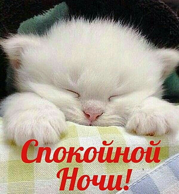 Открытка «Доброй ночи»: Спокойной ночи: милый белый котенок спит на подушке. Тэги: Спокойной ночи, Спокойной ночи…